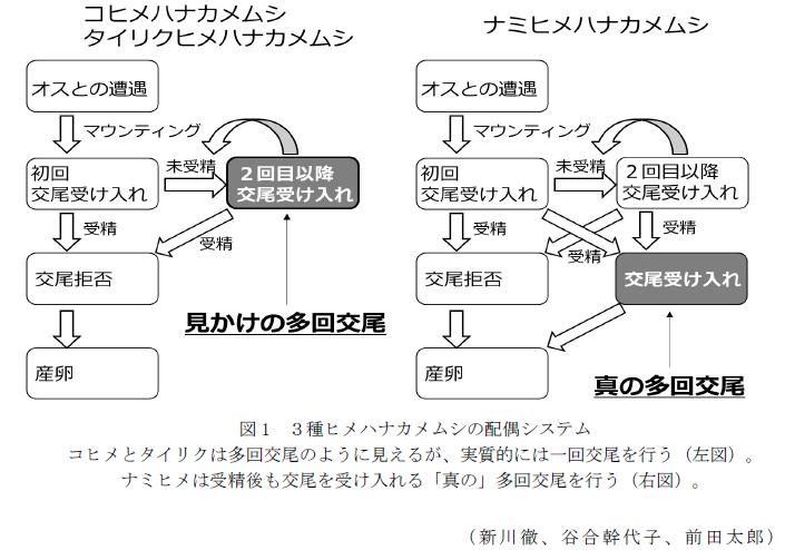 図1 ヒメハナカメムシの交尾と産卵管の状態,図2 3種ヒメハナカメムシの配偶システム