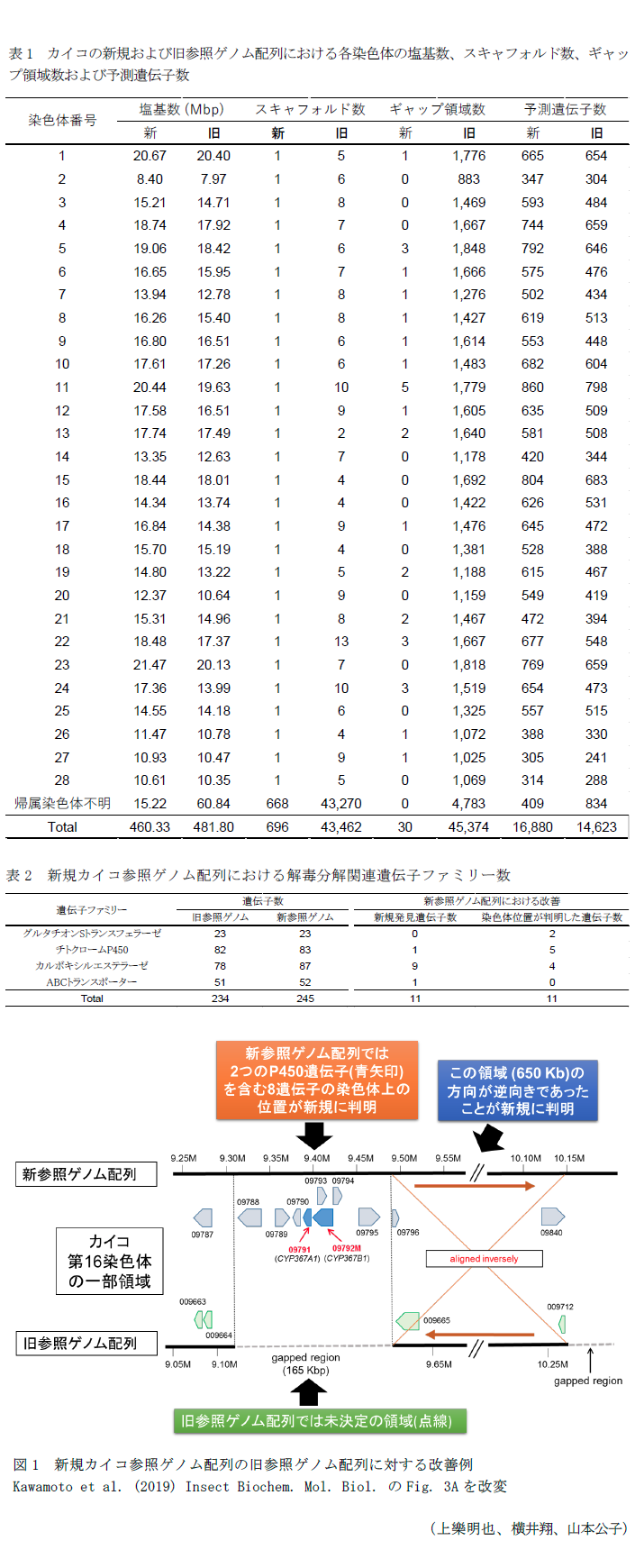 表1 カイコの新規および旧参照ゲノム配列における各染色体の塩基数、スキャフォルド数、ギャップ領域数および予測遺伝子数,表2 新規カイコ参照ゲノム配列における解毒分解関連遺伝子ファミリー数,図1 新規カイコ参照ゲノム配列の旧参照ゲノム配列に対する改善例