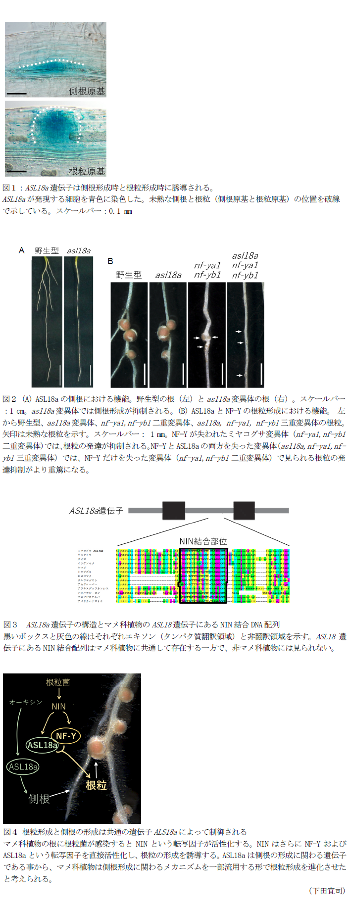 図1:ASL18a遺伝子は側根形成時と根粒形成時に誘導される,図2 (A) ASL18aの側根における機能,図3 ASL18a遺伝子の構造とマメ科植物のASL18遺伝子にあるNIN結合DNA配列,図4 根粒形成と側根の形成は共通の遺伝子ALS18aによって制御される