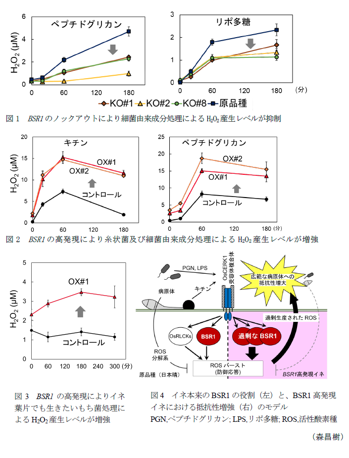 図1 BSR1のノックアウトにより細菌由来成分処理によるH2O2産生レベルが抑制,図2 BSR1の高発現により糸状菌及び細菌由来成分処理によるH2O2産生レベルが増強,図3 BSR1の高発現によりイネ葉片でも生きたいもち菌処理によるH2O2産生レベルが増強,図4 イネ本来のBSR1の役割と、BSR1高発現イネにおける抵抗性増強のモデル