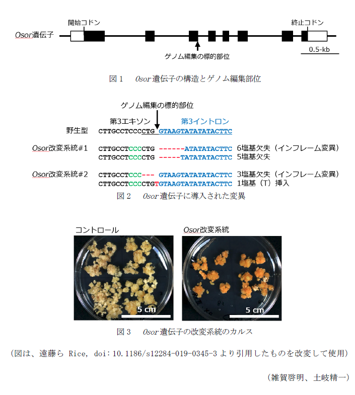 図1  Osor遺伝子の構造とゲノム編集部位,図2  Osor遺伝子に導入された変異,図3  Osor遺伝子の改変系統のカルス