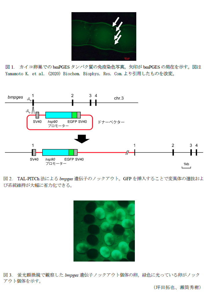 図1. カイコ卵巣でのbmPGESタンパク質の免疫染色写真,図2. TAL-PITCh法によるbmpges遺伝子のノックアウト,図3. 蛍光顕微鏡で観察したbmpges遺伝子ノックアウト個体の卵