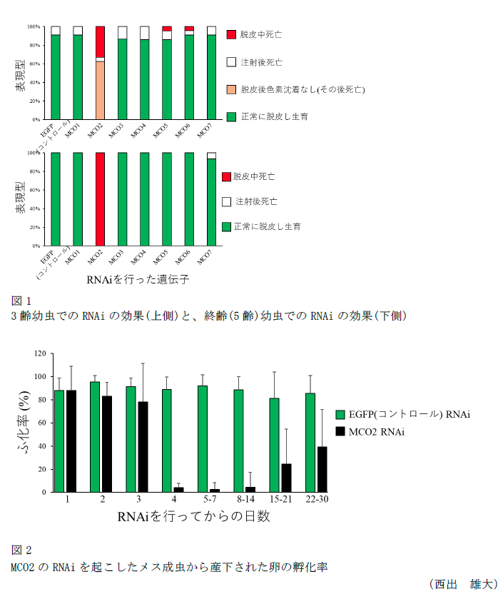 図1 3齢幼虫でのRNAiの効果と、終齢(5齢)幼虫でのRNAiの効果,図2 MCO2のRNAiを起こしたメス成虫から産下された卵の孵化率