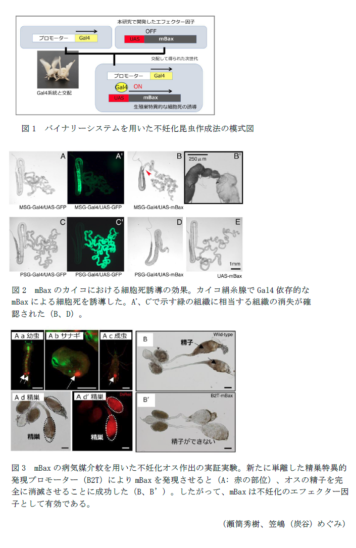 図1 バイナリーシステムを用いた不妊化昆虫作成法の模式図,図2 mBaxのカイコにおける細胞死誘導の効果,図3 mBaxの病気媒介蚊を用いた不妊化オス作出の実証実験