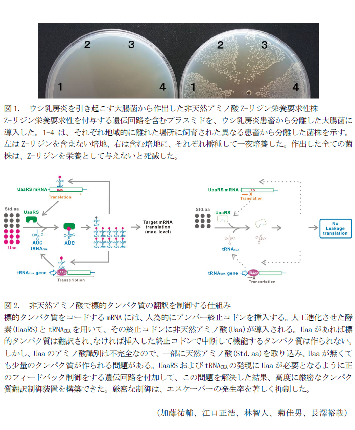 図1. ウシ乳房炎を引き起こす大腸菌から作出した非天然アミノ酸Z-リジン栄養要求性株,図2. 非天然アミノ酸で標的タンパク質の翻訳を制御する仕組み