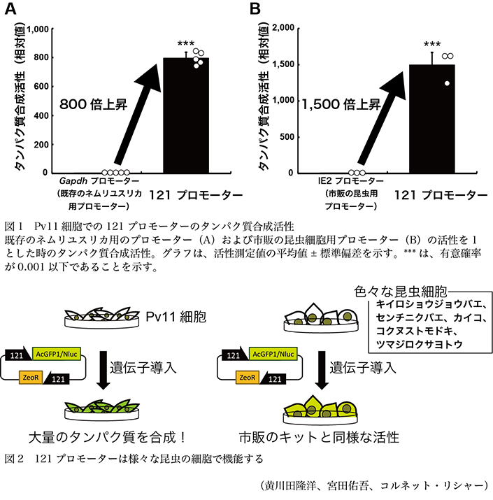 図1 Pv11細胞での121プロモーターのタンパク質合成活性,図2 121プロモーターは様々な昆虫の細胞で機能する