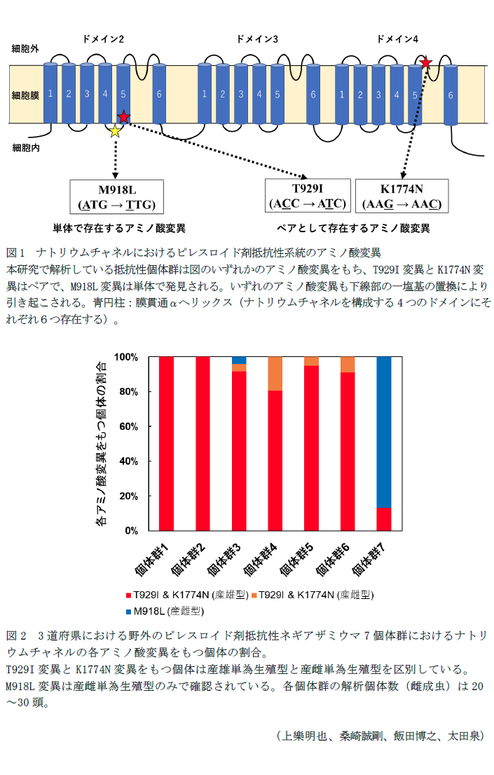 図1 ナトリウムチャネルにおけるピレスロイド剤抵抗性系統のアミノ酸変異,図2 3道府県における野外のピレスロイド剤抵抗性ネギアザミウマ7個体群におけるナトリウムチャネルの各アミノ酸変異をもつ個体の割合