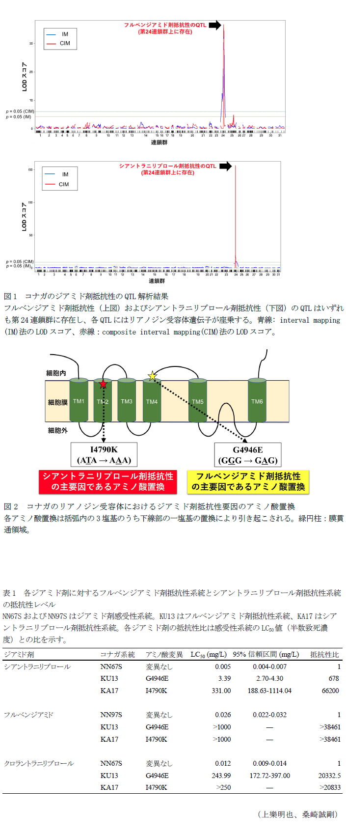 図1 コナガのジアミド剤抵抗性のQTL解析結果,図2 コナガのリアノジン受容体におけるジアミド剤抵抗性要因のアミノ酸置換,表1 各ジアミド剤に対するフルベンジアミド剤抵抗性系統とシアントラニリプロール剤抵抗性系統の抵抗性レベル