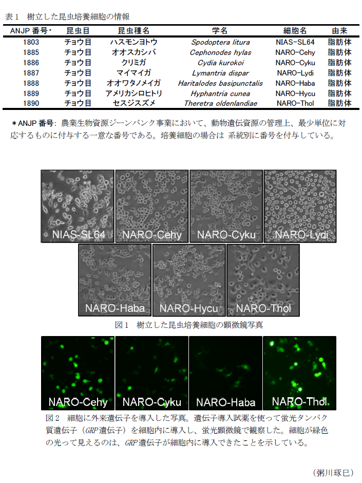 表1 樹立した昆虫培養細胞の情報,図1 樹立した昆虫培養細胞の顕微鏡写真,図2 細胞に外来遺伝子を導入した写真。