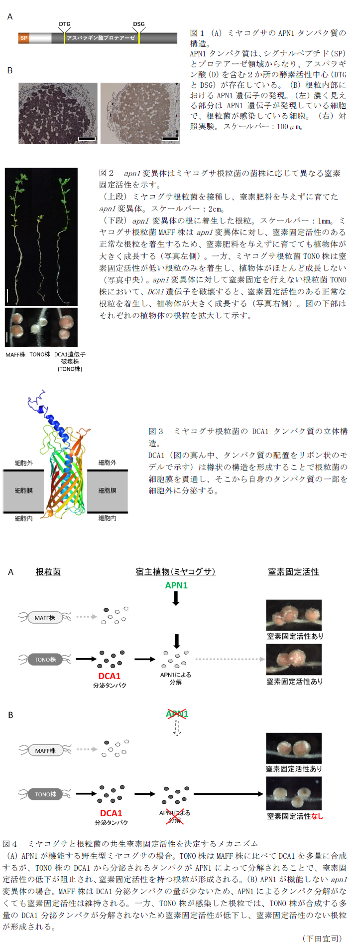 図1(A)ミヤコグサのAPN1タンパク質の構造。(B)根粒内部におけるAPN1遺伝子の発現。,図2 apn1変異体はミヤコグサ根粒菌の菌株に応じて異なる窒素固定活性を示す。,図3 ミヤコグサ根粒菌のDCA1タンパク質の立体構造。図4 ミヤコグサと根粒菌の共生窒素固定活性を決定するメカニズム