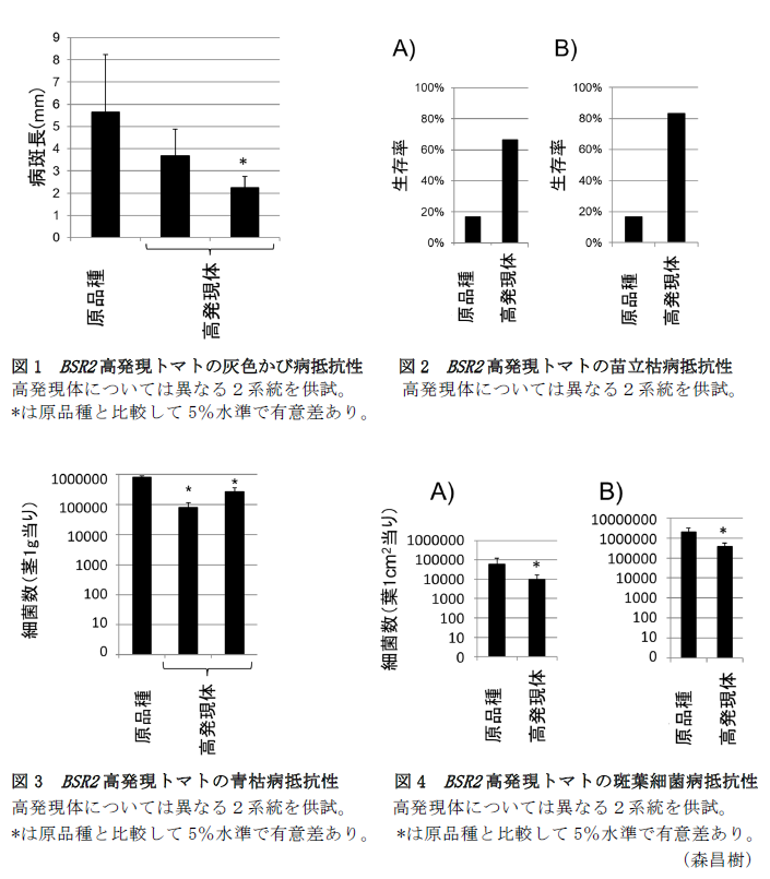 図1 BSR2高発現トマトの灰色かび病抵抗性,図2 BSR2高発現トマトの苗立枯病抵抗性,図3 BSR2高発現トマトの青枯病抵抗性,図4 BSR2高発現トマトの斑葉細菌病抵抗性