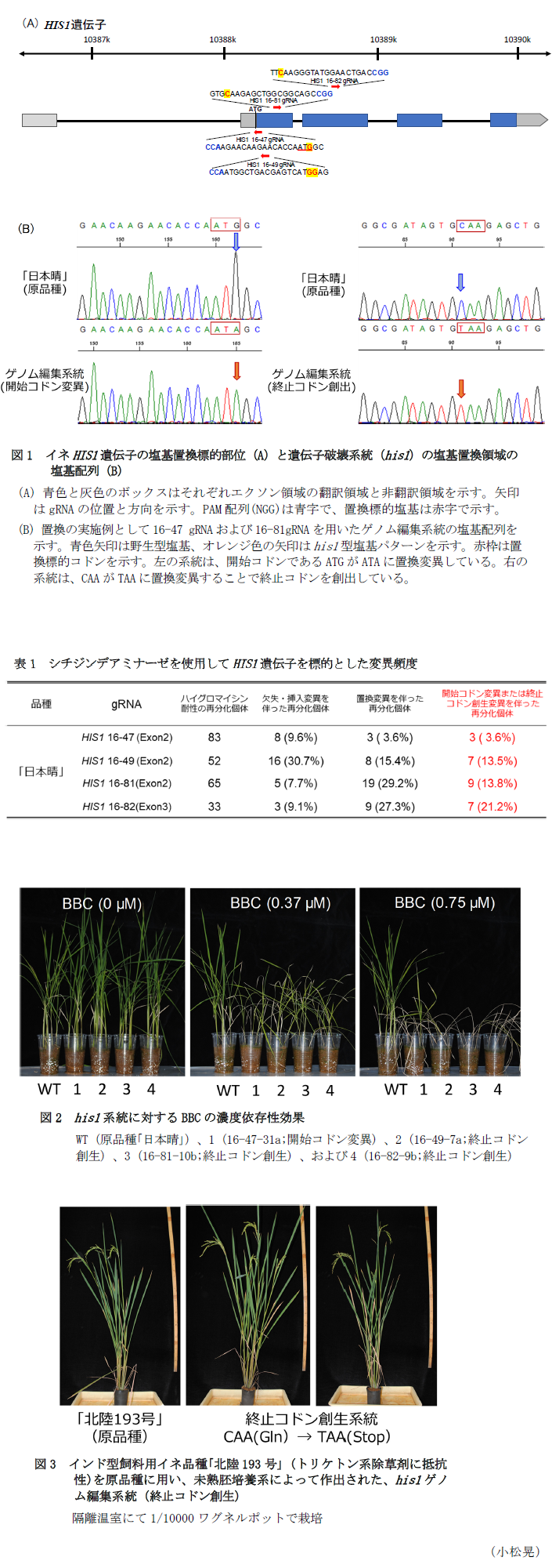 図1 イネHIS1遺伝子の塩基置換標的部位(A)と遺伝子破壊系統(his1)の塩基置換領域の塩基配列(B),表1 シチジンデアミナーゼを使用してHIS1遺伝子を標的とした変異頻度,図2 his1系統に対するBBCの濃度依存性効果,図3 インド型飼料用イネ品種「北陸193号」 (トリケトン系除草剤に抵抗性)を原品種に用い、未熟胚培養系によって作出された、his1ゲノム編集系統(終止コドン創生)