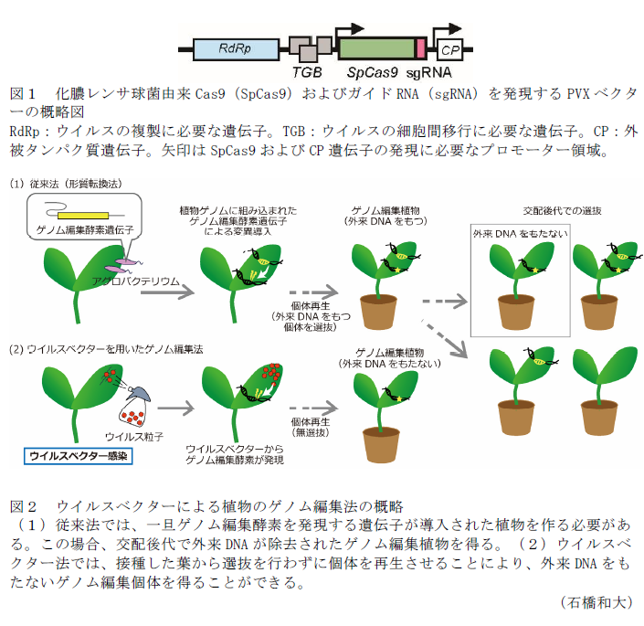 図1 化膿レンサ球菌由来Cas9(SpCas9)およびガイドRNA(sgRNA)を発現するPVXベクターの概略図,図2 ウイルスベクターによる植物のゲノム編集法の概略