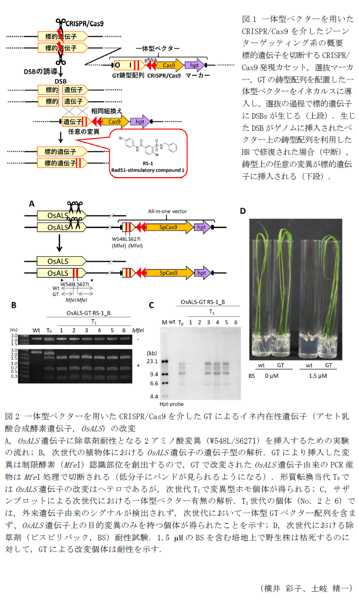 図1 一体型ベクターを用いたCRISPR/Cas9を介したジーンターゲッティング系の概要,図2 一体型ベクターを用いたCRISPR/Cas9を介したGTによるイネ内在性遺伝子(アセト乳酸合成酵素遺伝子, OsALS)の改変