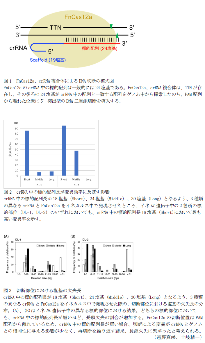 図1 FnCas12a、crRNA複合体によるDNA切断の模式図,図2 crRNA中の標的配列長が変異効率に及ぼす影響,図3 切断部位における塩基の欠失長