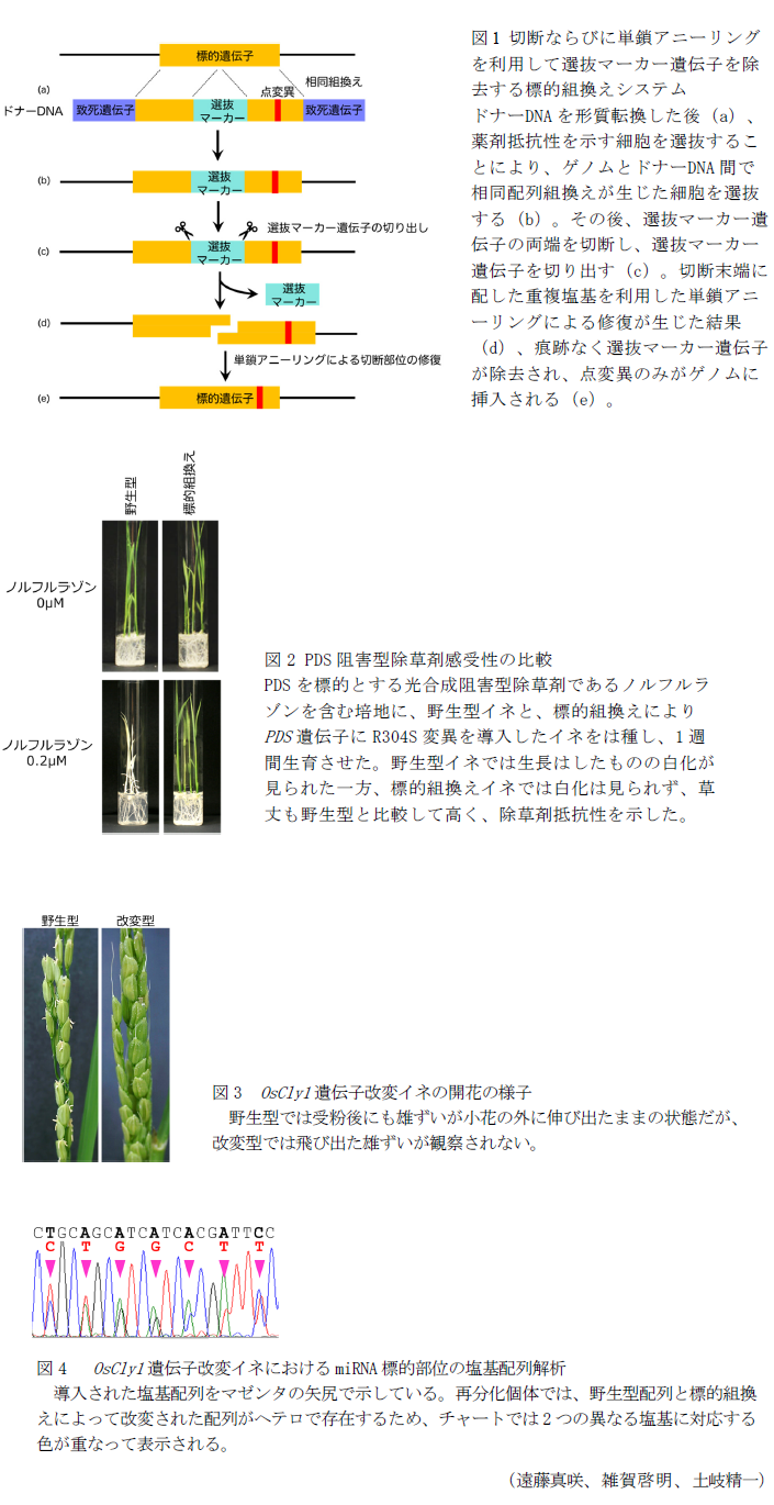図1 切断ならびに単鎖アニーリングを利用して選抜マーカー遺伝子を除去する標的組換えシステム,図2 PDS阻害型除草剤感受性の比較,図3 OsCly1遺伝子改変イネの開花の様子,図4  OsCly1遺伝子改変イネにおけるmiRNA標的部位の塩基配列解析