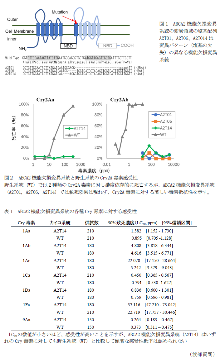 図1 ABCA2機能欠損変異系統の変異領域の塩基配列,図2 ABCA2機能欠損変異系統と野生系統のCry2A毒素感受性,表1 ABCA2機能欠損変異系統の各種Cry毒素に対する感受性