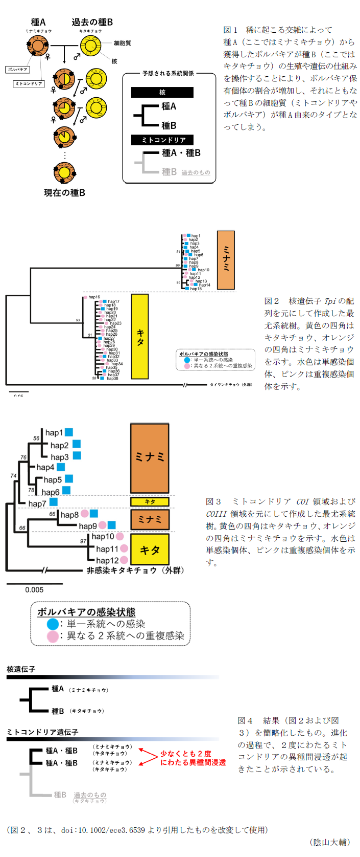 図1 稀に起こる交雑によって 種A(ここではミナミキチョウ)から獲得したボルバキアが種B(ここではキタキチョウ)の生殖や遺伝の仕組みを操作することにより、ボルバキア保有個体の割合が増加し、それにともなって種Bの細胞質(ミトコンドリアやボルバキア)が種A由来のタイプとなってしまう。,図2 核遺伝子Tpiの配列を元にして作成した最尤系統樹。,図3 ミトコンドリアCOI領域およびCOIII領域を元にして作成した最尤系統樹。,図4 結果(図2および図3)を簡略化したもの。