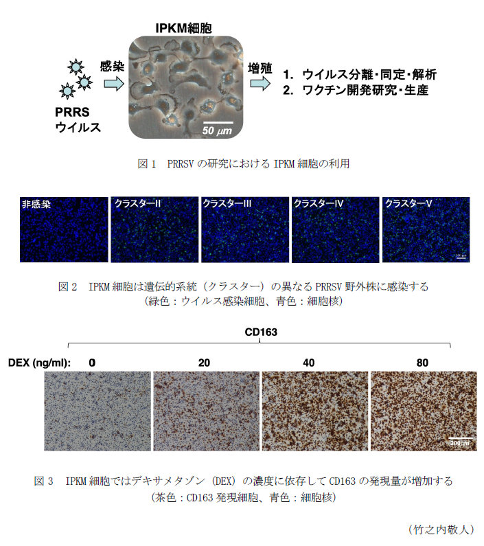 図1 PRRSVの研究におけるIPKM細胞の利用,図2 IPKM細胞は遺伝的系統(クラスター)の異なるPRRSV野外株に感染する,図3 IPKM細胞ではデキサメタゾン(DEX)の濃度に依存してCD163の発現量が増加する