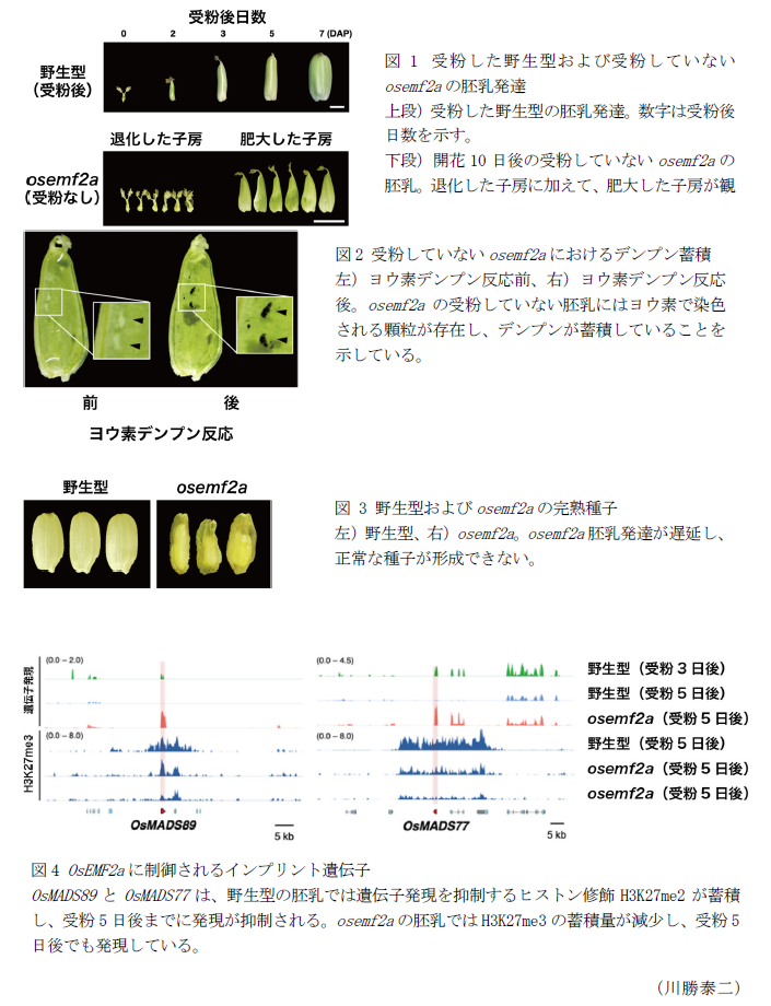 図1 受粉した野生型および受粉していないosemf2aの胚乳発達 上段)受粉した野生型の胚乳発達。数字は受粉後日数を示す。 下段)開花10日後の受粉していないosemf2aの胚乳。退化した子房に加えて、肥大した子房が観察される。,図2 受粉していないosemf2aにおけるデンプン蓄積 左)ヨウ素デンプン反応前、右)ヨウ素デンプン反応後。,図 3 野生型およびosemf2aの完熟種子 左)野生型、右)osemf2a。,図4 OsEMF2aに制御されるインプリント遺伝子