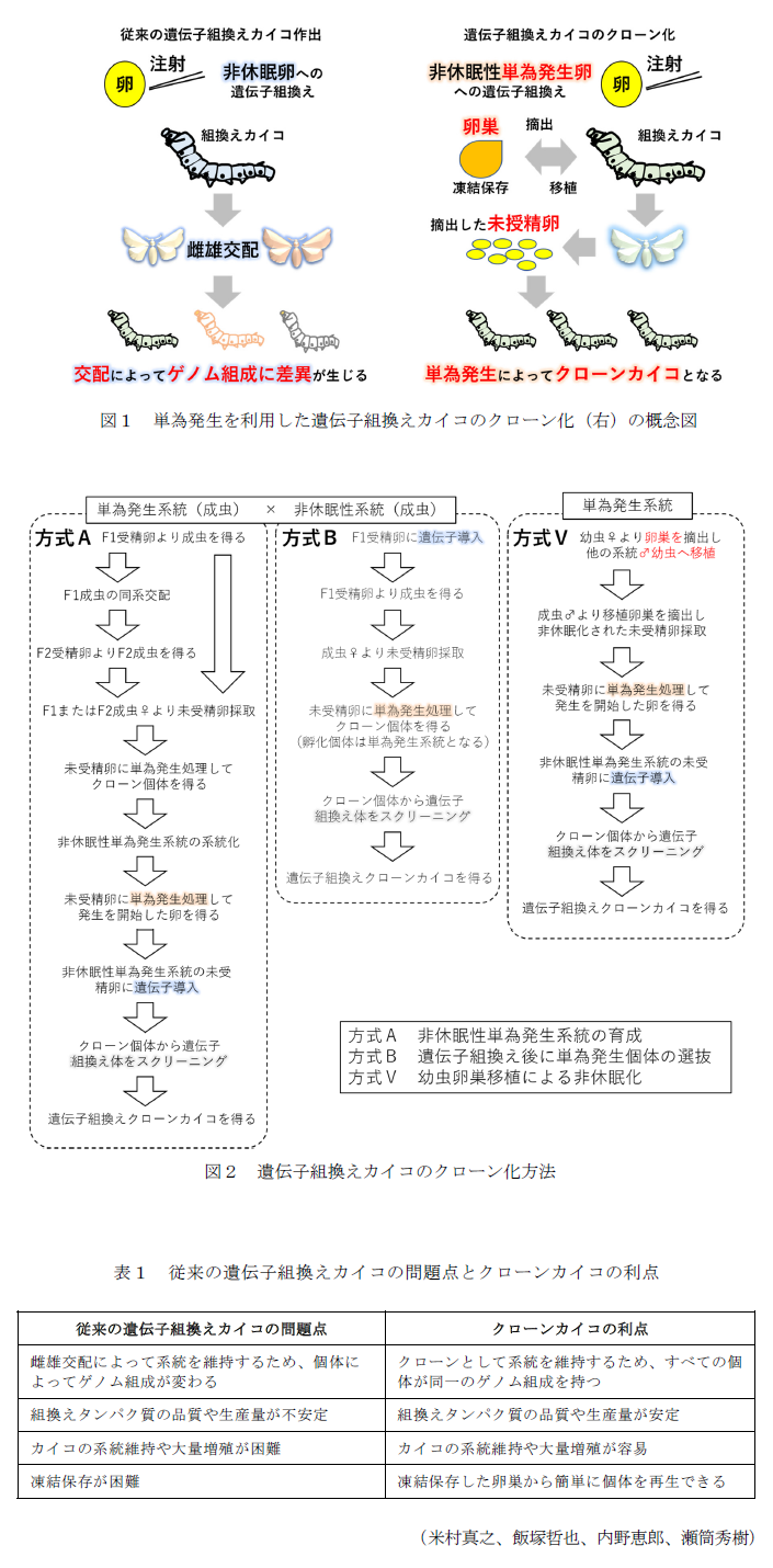 図1 単為発生を利用した遺伝子組換えカイコのクローン化(右)の概念図,図2 遺伝子組換えカイコのクローン化方法,表1 従来の遺伝子組換えカイコの問題点とクローンカイコの利点