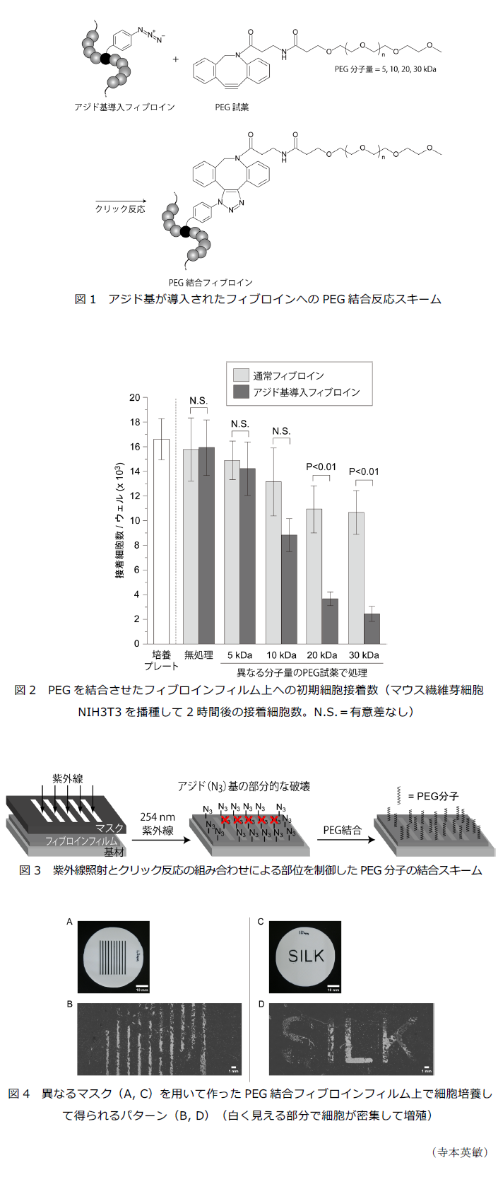 図1 アジド基が導入されたフィブロインへのPEG結合反応スキーム,図2 PEGを結合させたフィブロインフィルム上への初期細胞接着数,図3 紫外線照射とクリック反応の組み合わせによる部位を制御したPEG分子の結合スキーム,図4 異なるマスク(A, C)を用いて作ったPEG結合フィブロインフィルム上で細胞培養して得られるパターン(B, D)