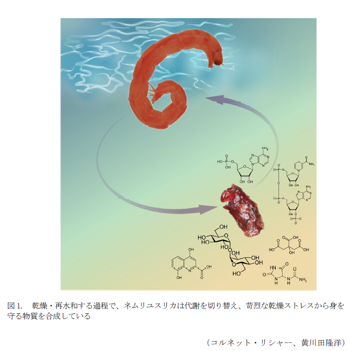 図1. 乾燥・再水和する過程で、ネムリユスリカは代謝を切り替え、苛烈な乾燥ストレスから身を守る物質を合成している