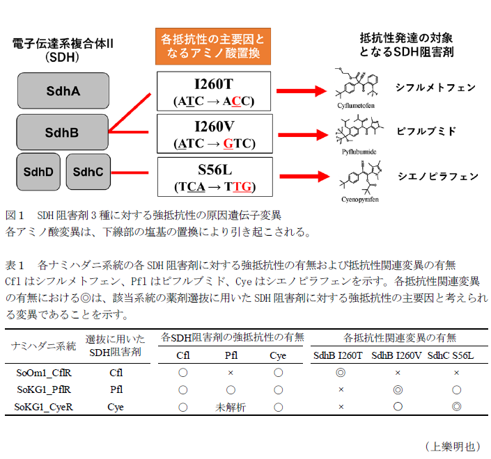 図1 SDH阻害剤3種に対する強抵抗性の原因遺伝子変異,表1 各ナミハダニ系統の各SDH阻害剤に対する強抵抗性の有無および抵抗性関連変異の有無