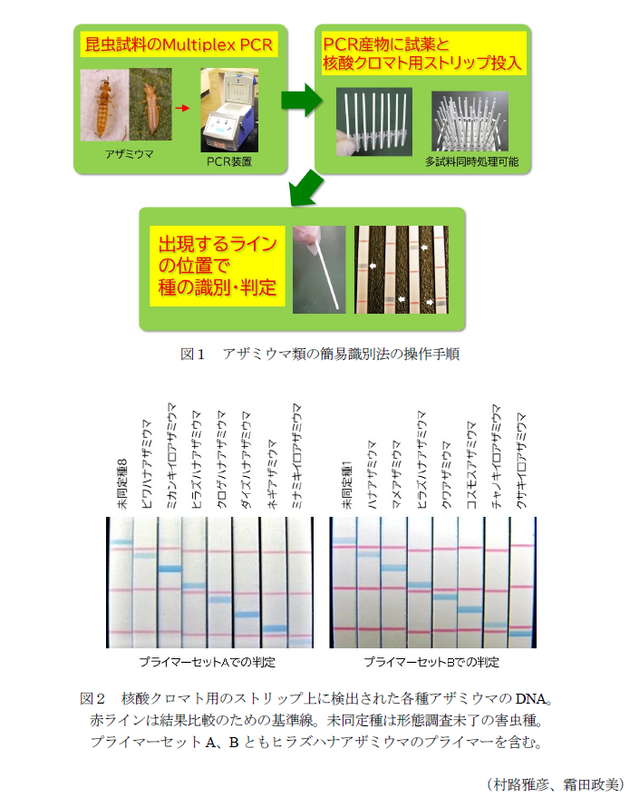 図1 アザミウマ類の簡易識別法の操作手順,図2 核酸クロマト用のストリップ上に検出された各種アザミウマのDNA。