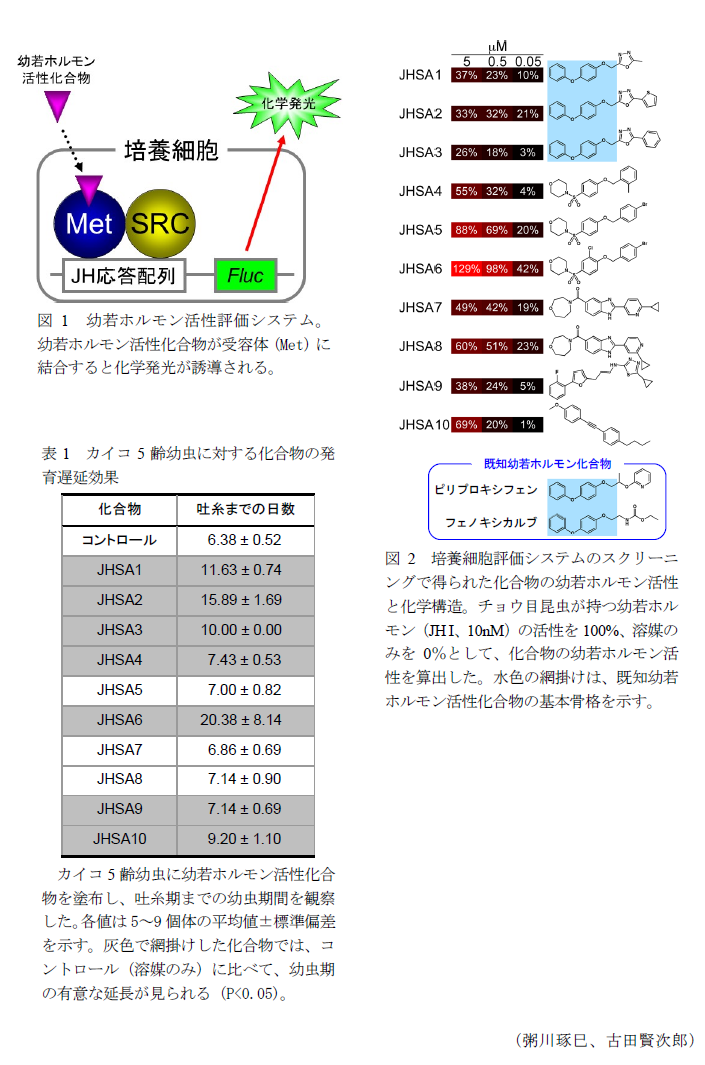 図1 幼若ホルモン活性評価システム。,図2 培養細胞評価システムのスクリーニングで得られた化合物の幼若ホルモン活性と化学構造。,表1 カイコ5齢幼虫に対する化合物の発育遅延効果