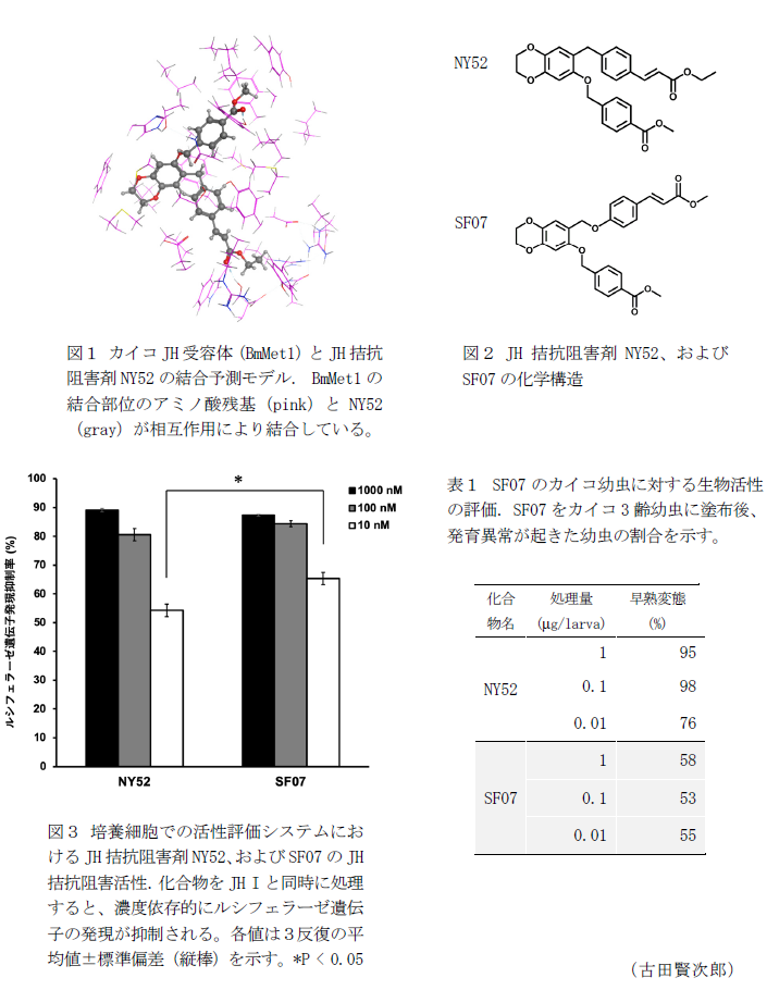 図1 カイコJH受容体(BmMet1)とJH拮抗阻害剤NY52の結合予測モデル.,図2 JH拮抗阻害剤NY52、およびSF07の化学構造,図3 培養細胞での活性評価システムにおけるJH拮抗阻害剤NY52、およびSF07のJH拮抗阻害活性.,表1 SF07のカイコ幼虫に対する生物活性の評価.