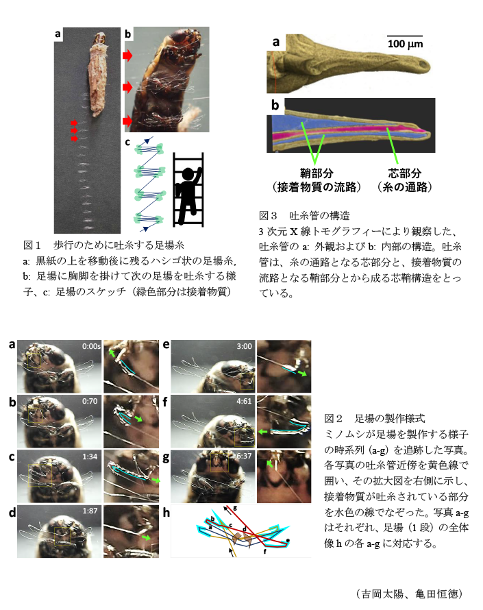 図1 歩行のために吐糸する足場糸,図2 足場の製作様式,図3 吐糸管の構造