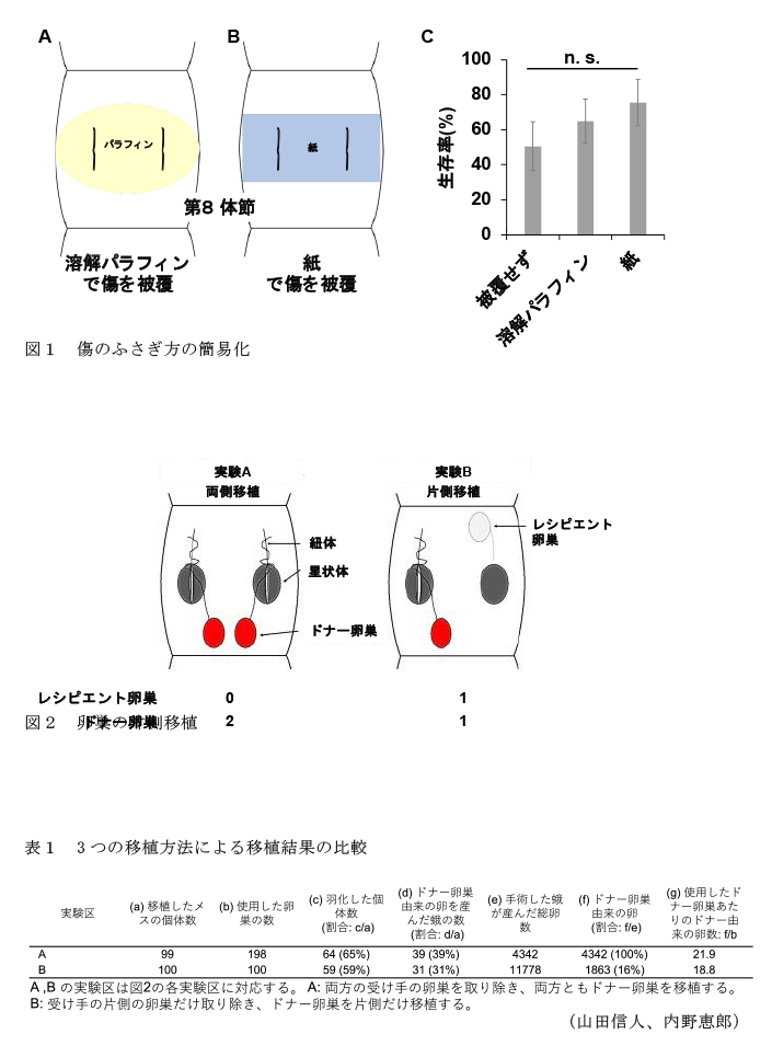 図1 傷のふさぎ方の簡易化,図2 卵巣の片側移植,表1 3つの移植方法による移植結果の比較