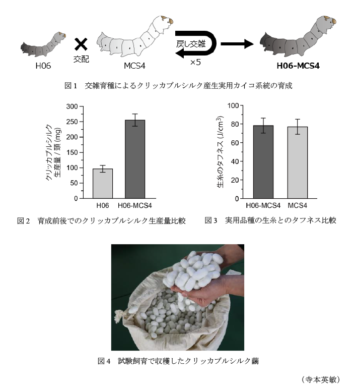 図1 交雑育種によるクリッカブルシルク産生実用カイコ系統の育成,図2 育成前後でのクリッカブルシルク生産量比較,図3 実用品種の生糸とのタフネス比較,図4 試験飼育で収穫したクリッカブルシルク繭