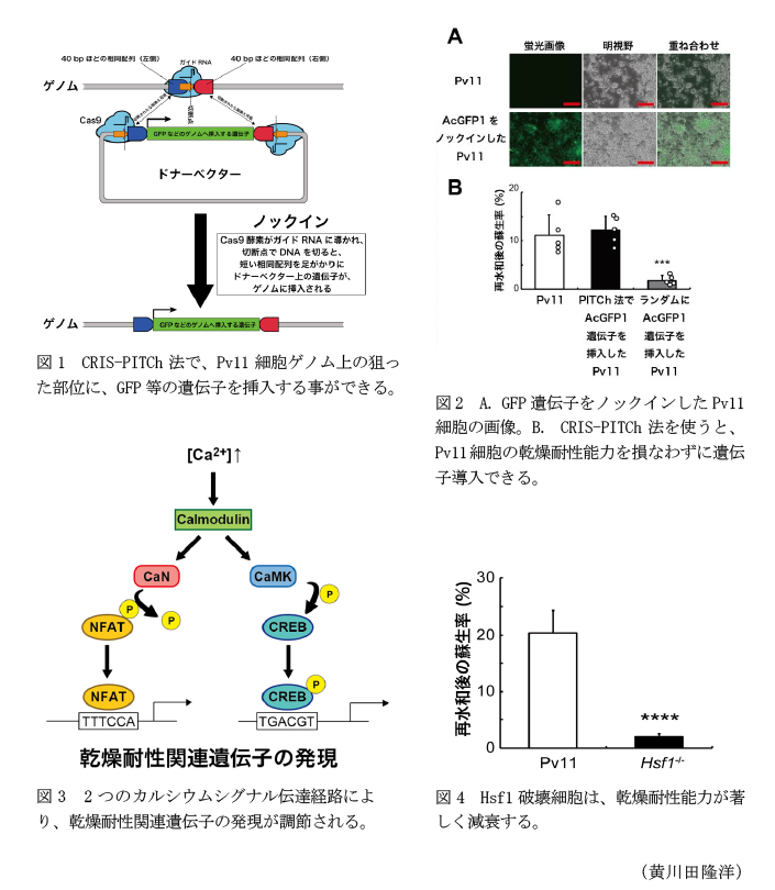 図1 CRIS-PITCh法で、Pv11細胞ゲノム上の狙った部位に、GFP等の遺伝子を挿入する事ができる。,図2 A. GFP遺伝子をノックインしたPv11細胞の画像。B. CRIS-PITCh法を使うと、Pv11細胞の乾燥耐性能力を損なわずに遺伝子導入できる。,図3 2つのカルシウムシグナル伝達経路により、乾燥耐性関連遺伝子の発現が調節される。,図4 Hsf1破壊細胞は、乾燥耐性能力が著しく減衰する。