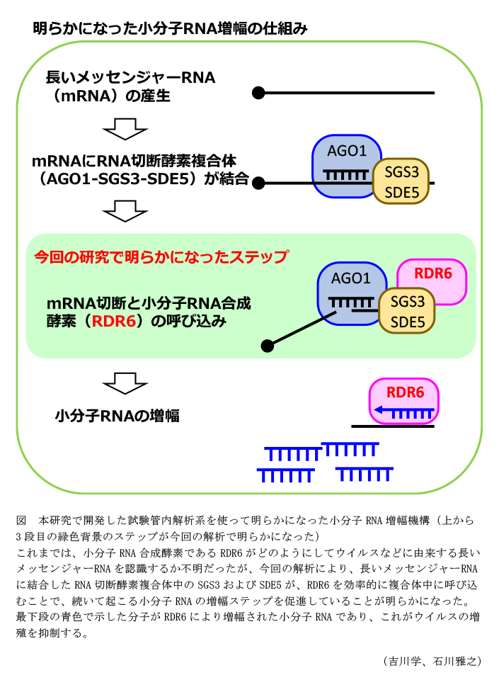 図 本研究で開発した試験管内解析系を使って明らかになった小分子RNA増幅機構(上から3段目の緑色背景のステップが今回の解析で明らかになった)