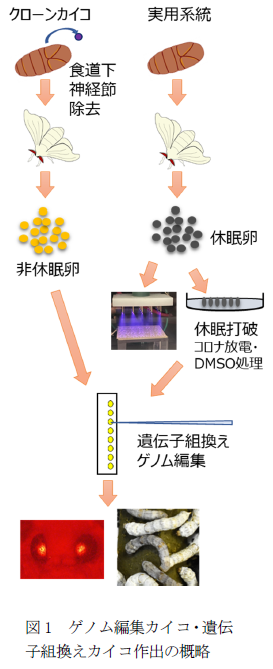 図1 ゲノム編集カイコ・遺伝子組換えカイコ作出の概略