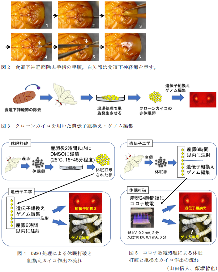 図2 食道下神経節除去手術の手順。白矢印は食道下神経節を示す。,図3 クローンカイコを用いた遺伝子組換え・ゲノム編集,図4 DMSO処理による休眠打破と組換えカイコ作出の流れ,図5 コロナ放電処理による休眠