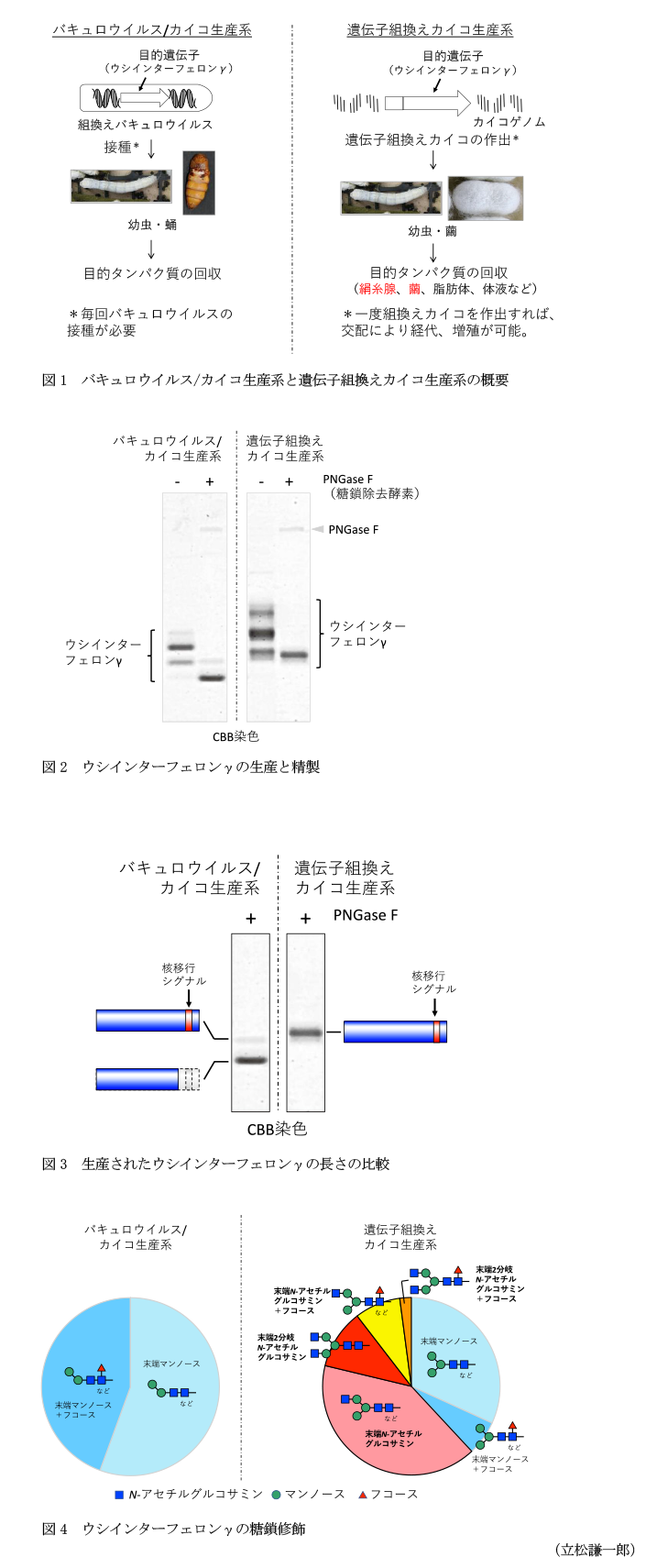 図1 バキュロウイルス/カイコ生産系と遺伝子組換えカイコ生産系の概要,図2 ウシインターフェロンγの生産と精製,図3 生産されたウシインターフェロンγの長さの比較,図4 ウシインターフェロンγの糖鎖修飾