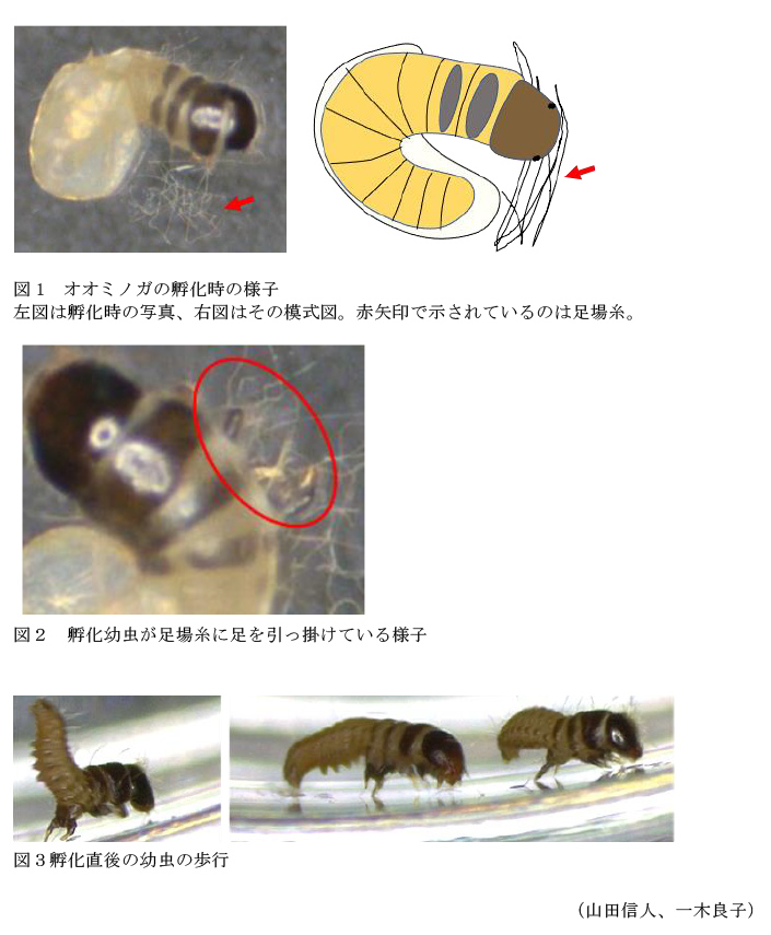 図1 オオミノガの孵化時の様子,図2 孵化幼虫が足場糸に足を引っ掛けている様子,図3孵化直後の幼虫の歩行