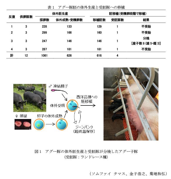表1 アグー豚胚の体外生産と受胚豚への移植,図1 アグー豚の体外胚生産と受胚豚が分娩したアグー子豚