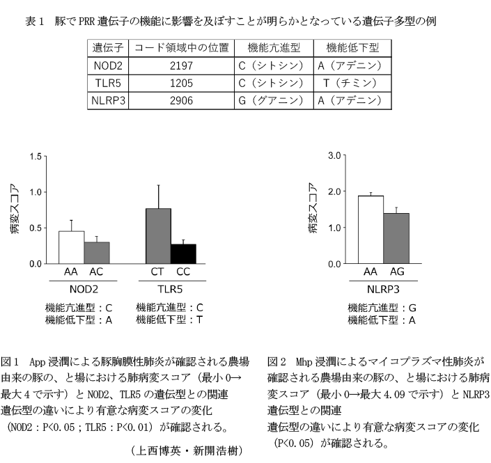 表1 豚でPRR遺伝子の機能に影響を及ぼすことが明らかとなっている遺伝子多型の例,図1 App浸潤による豚胸膜性肺炎が確認される農場由来の豚の、と場における肺病変スコア(最小0→最大4で示す)とNOD2、TLR5の遺伝型との関連,図2 Mhp浸潤によるマイコプラズマ性肺炎が確認される農場由来の豚の、と場における肺病変スコア(最小0→最大4.09で示す)とNLRP3遺伝型との関連