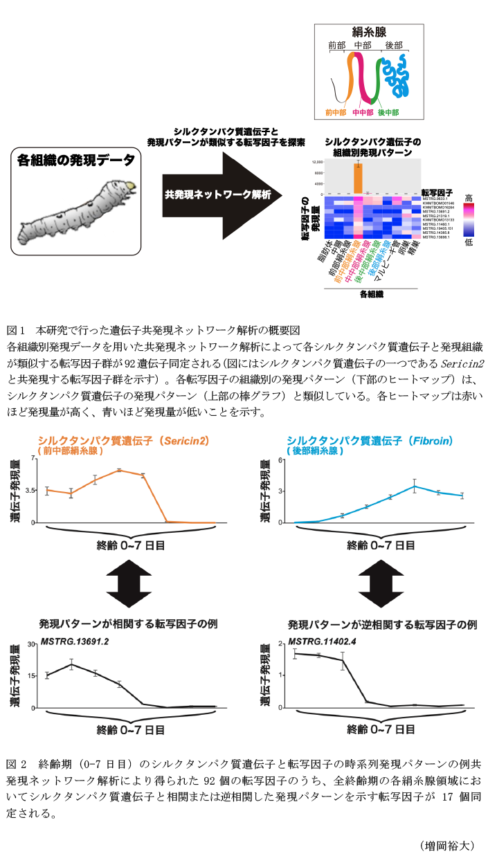 図1 本研究で行った遺伝子共発現ネットワーク解析の概要図,図2 終齢期(0-7日目)のシルクタンパク質遺伝子と転写因子の時系列発現パターンの例