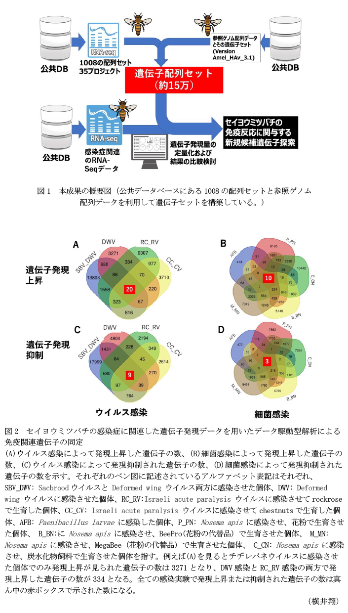 図1 本成果の概要図(公共データベースにある1008の配列セットと参照ゲノム配列データを利用して遺伝子セットを構築している。),図2 セイヨウミツバチの感染症に関連した遺伝子発現データを用いたデータ駆動型解析による免疫関連遺伝子の同定