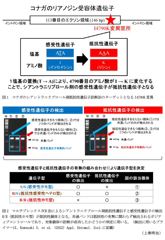 図1 コナガのシアントラニリプロール剤抵抗性遺伝子診断法のターゲットとなるI4790K変異,図2 マルチプレックスPCR法によるシアントラニリプロール剤抵抗性遺伝子と感受性遺伝子の検出