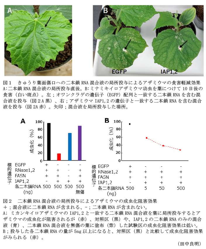 図1 きゅうり葉面傷口への二本鎖RNA混合液の局所投与によるアザミウマの食害軽減効果,図2 二本鎖RNA混合液の局所投与によるアザミウマの成虫化阻害効果