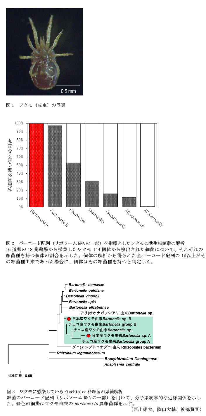 図1 ワクモ(成虫)の写真,図2 バーコード配列(リボソームRNAの一部)を指標としたワクモの共生細菌叢の解析,図3 ワクモに感染しているRizobiales科細菌の系統解析