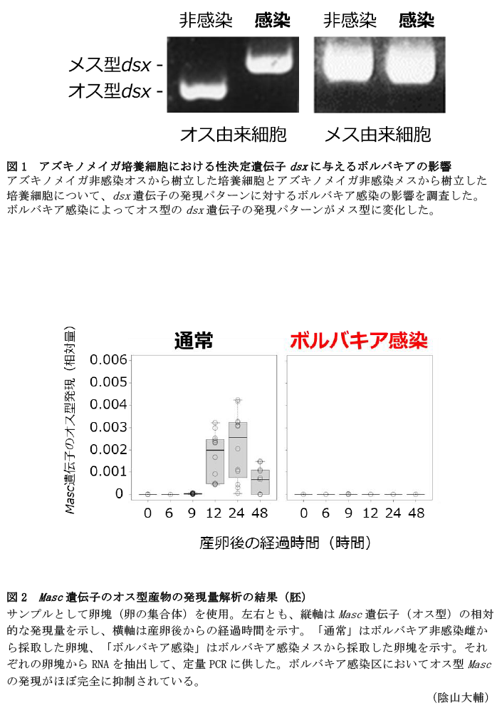 図1 アズキノメイガ培養細胞における性決定遺伝子dsxに与えるボルバキアの影響,図2 Masc遺伝子のオス型産物の発現量解析の結果(胚)