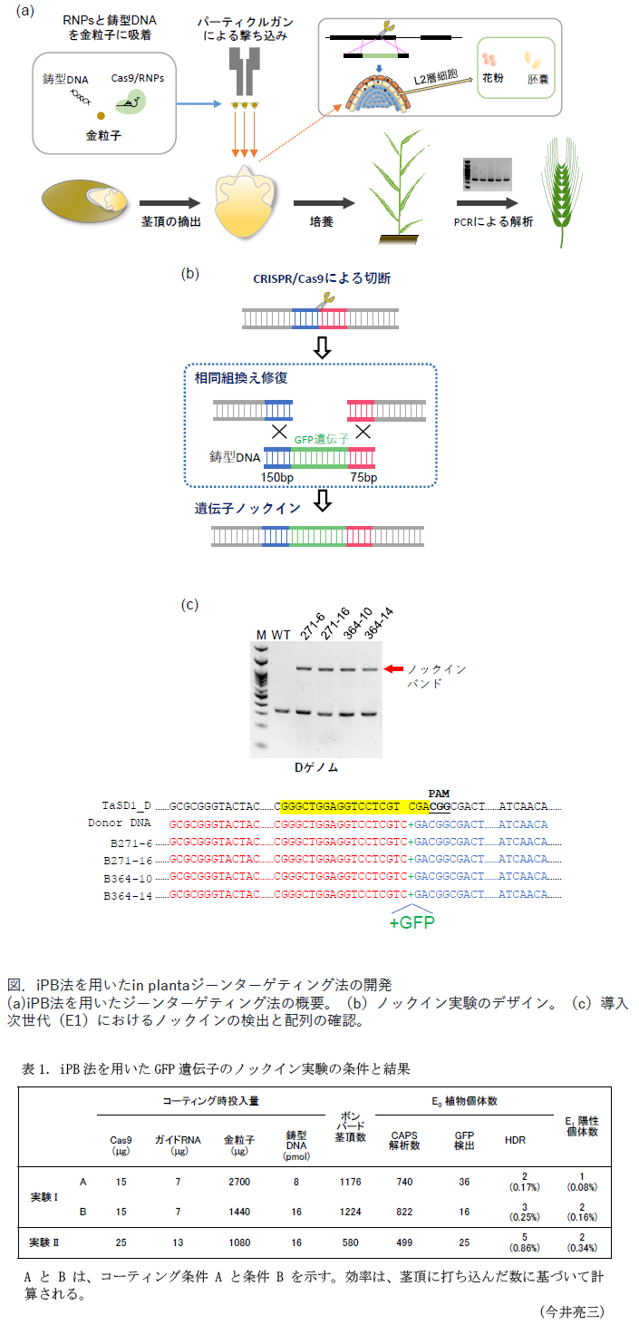 図1.iPB法を用いたin plantaジーンターゲティング法の開発,表1.iPB法を用いたGFP遺伝子のノックイン実験の条件と結果