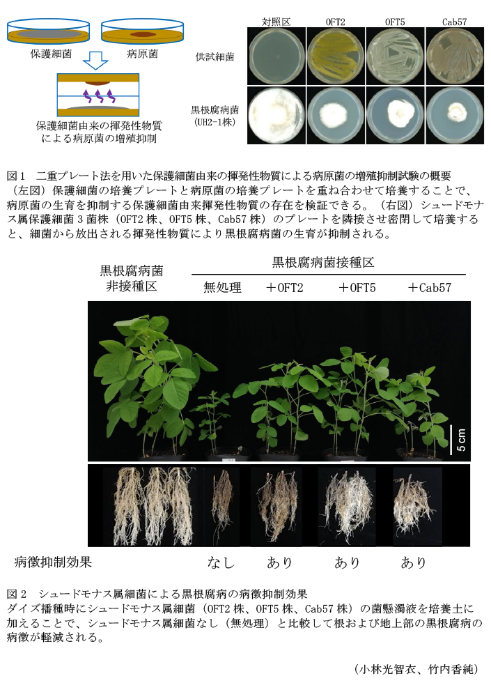 図1 二重プレート法を用いた保護細菌由来の揮発性物質による病原菌の増殖抑制試験の概要,図2 シュードモナス属細菌による黒根腐病の病徴抑制効果